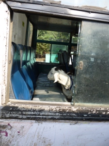 A goat on board a bus . . .